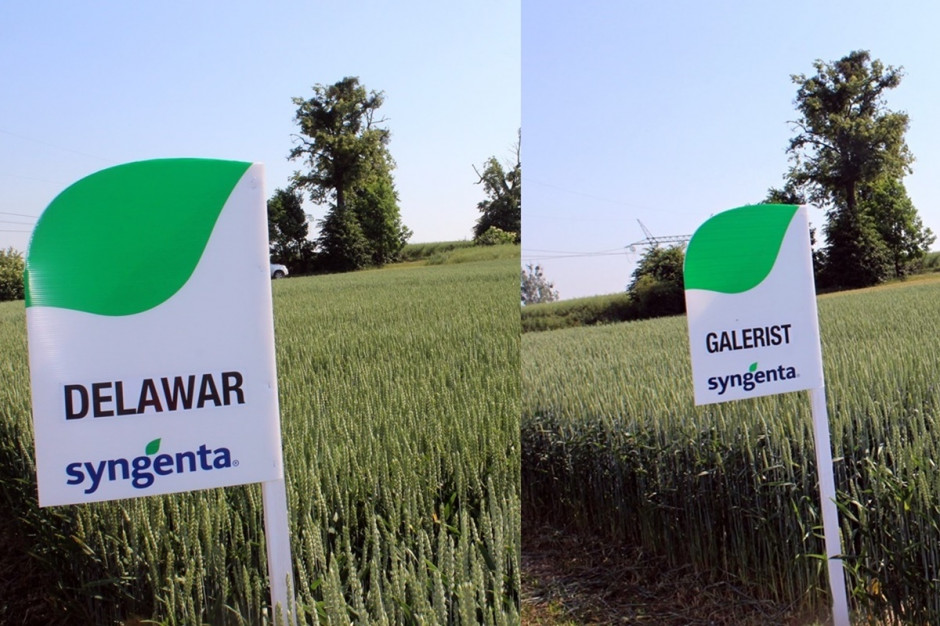 Delawar i Galerist, dwie szczególnie polecane przez eskpertów Syngenta odmiany pszenicy ozimej Fot. A Kobus