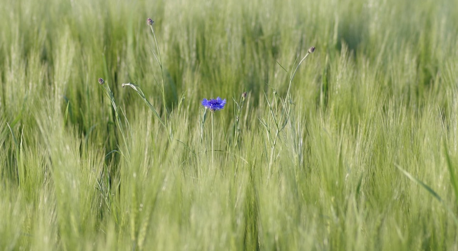 fot. Pixabay 25 czerwca upływa termin naboru wniosków o dopłaty do materiału siewnego