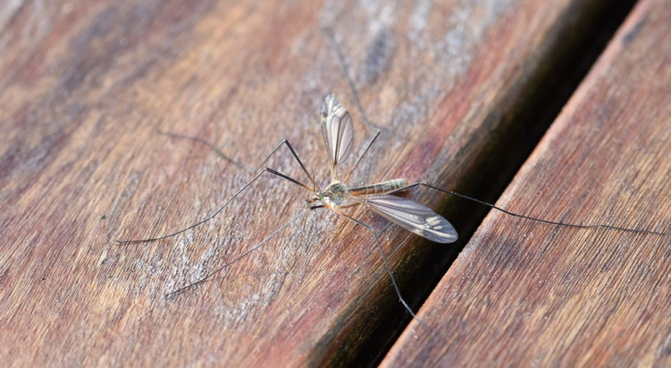 Komary uprzykrzają życie mieszkańcom południowo-wschodniej Polski, fot. pixabay Rząd pomoże samorządom w walce z komarami