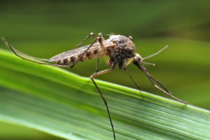 Południe Francji walczy z komarami