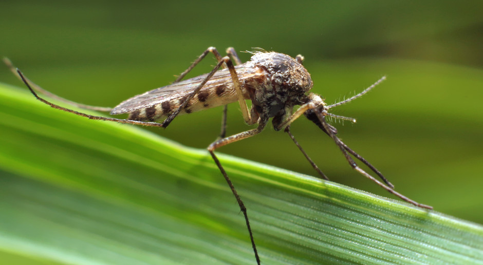 Jak skutecznie korzystać z repelentów na komary?
