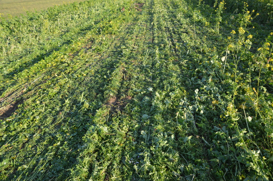 Tak wyglądało pole tuż po siewie (10.10.2018), kilka dni później całość została opryskana herbicydem totalnym