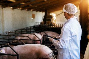 Niższe standardy bioasekuracji. Czy hodowcy świń dostaną strzał w kolano?