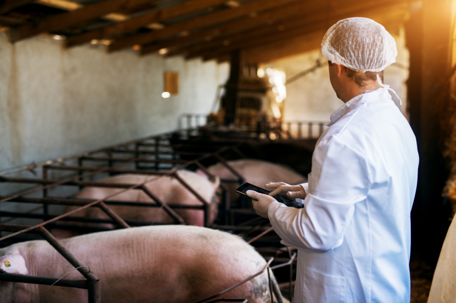 WIR wnioskuje je zwolnienie producentów trzody z opłat za świadectwa zdrowia świn, Foto: Shutterstock