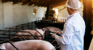 Niższe standardy bioasekuracji. Czy hodowcy świń dostaną strzał w kolano?