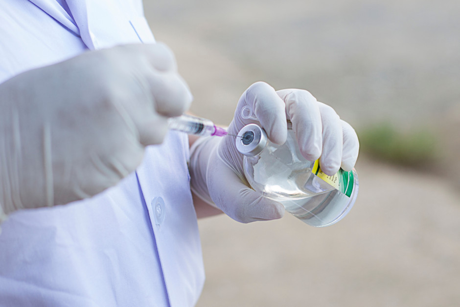 Czy chińskim naukowcom udało sie opracować szczepionkę na ASF? Fot. Shutterstock.com