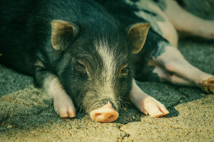 Świnie lubią ludzi podobnie jak psy, ale problemy rozwiązują same