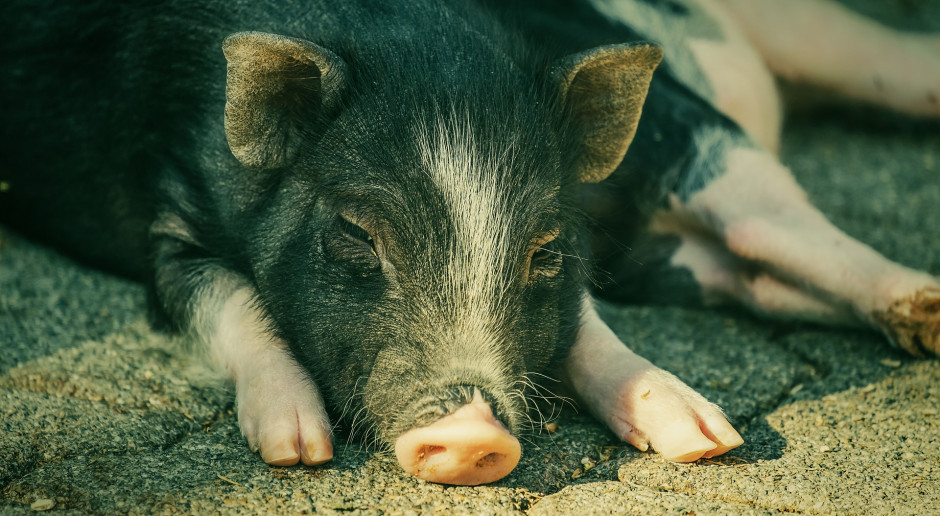 Fot. pixabay.com Credit Agricole: Czekają nas dalsze podwyżki cen wieprzowiny