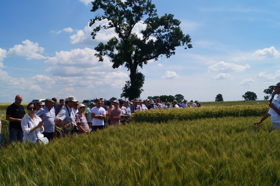 Podczas Dni Pola zorganizowanych przez IGP Polska w Małocinie, zaprezentowano bogatą kolekcję odmian roślin uprawnych.