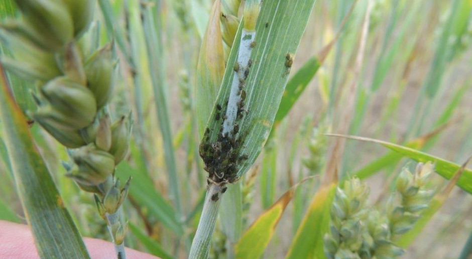 fot. farmer.pl Insektycydy oparte o beta–cyflutrynę do 20 lipca 2021 r.