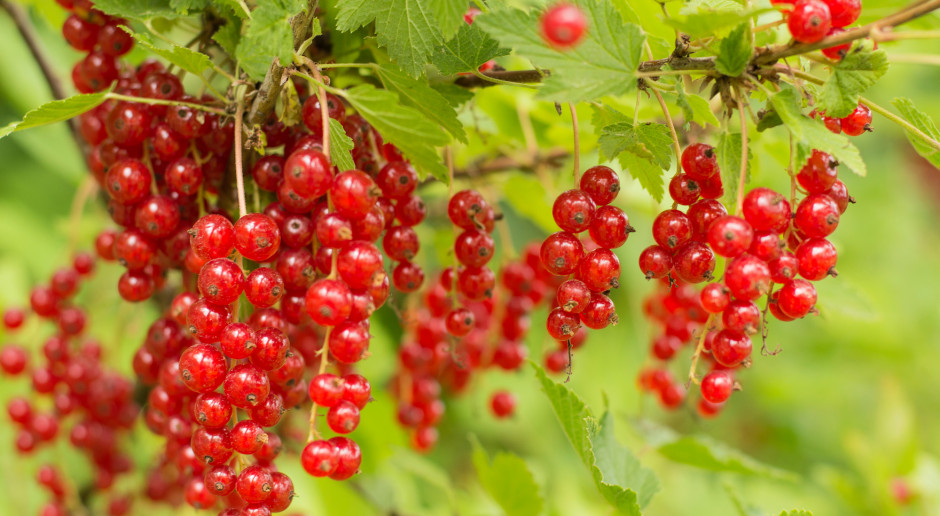 Fot. Shutterstock Ardanowski: Polska jest 2. na świecie producentem porzeczek i 6. producentem borówek