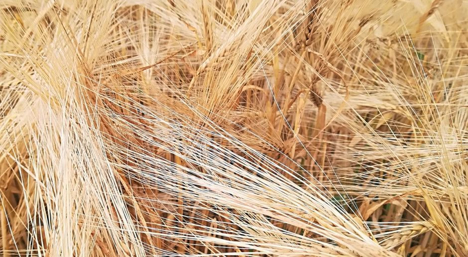 Małe żniwa się rozpoczęły, koszony jest jęczmień, fot. A. Kobus Kombajny na polach – rolnicy już koszą jęczmień – dużo pośladu