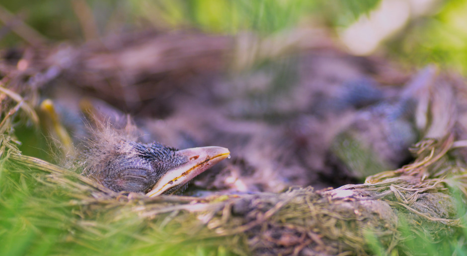 Fot. Shutterstock Włochy: Kierowca przewoził w bagażniku 100 drozdów