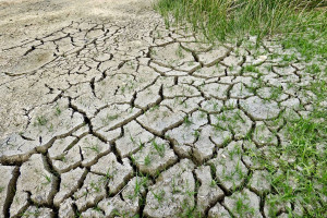 Raporty IUNG w sprawie suszy nie przystają do rzeczywistości