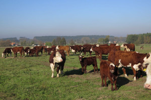 Umowa Mercosur będzie miała opłakane skutki dla europejskiego sektora wołowiny