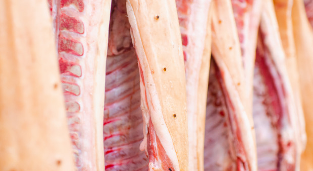 Wiceminister rolnictwa: cena mięsa wieprzowego w skupie wzrosła o 42 proc. od początku roku