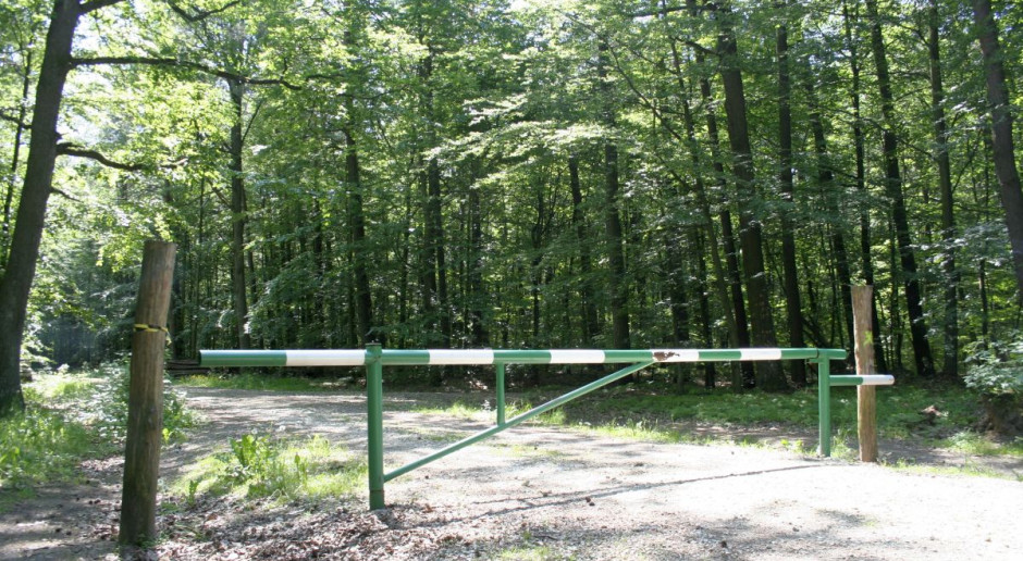 Od lipca we wszystkich gminach obowiązywać mają jednakowe wzory deklaracji podatkowych dla właścicieli lasów, Foto: GT Nowe wzory formularzy dla płatników podatku leśnego