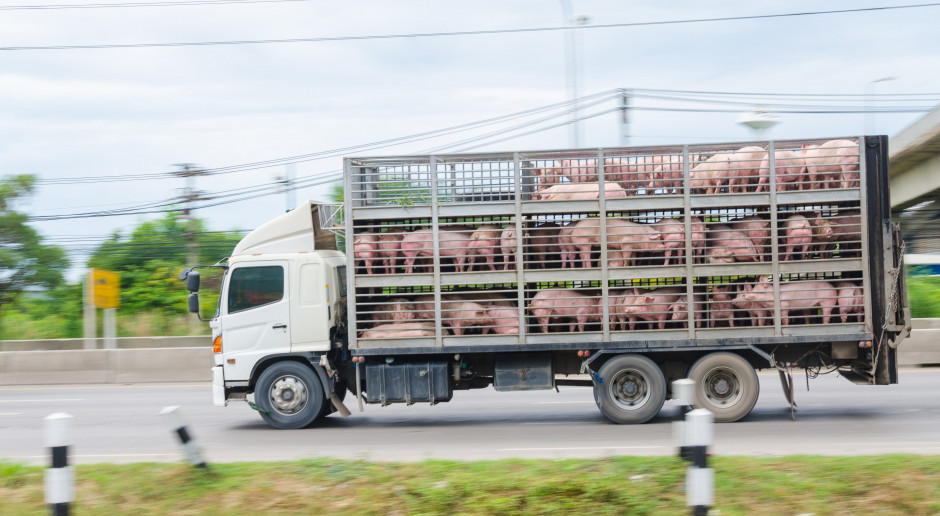 Fot. Shutterstock Coraz więcej świńskich megafarm