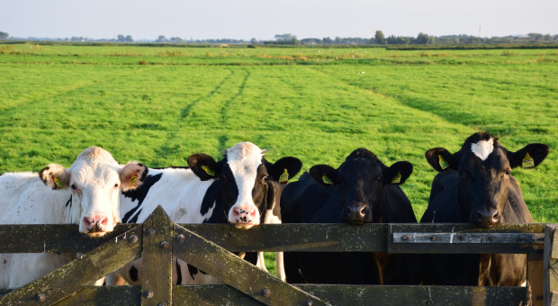  Niemcy: Niskie pogłowie bydła i krów mlecznych, mniej producentów mleka
