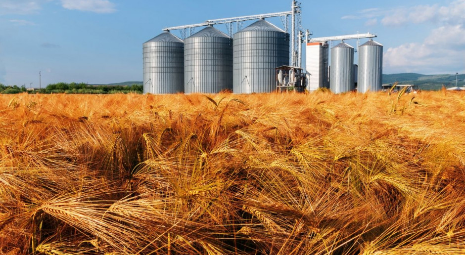 Rozpoczęły się tzw. małe żniwa, ceny jęczmienia są niskie, fot. Shutterstock Jęczmień z nowych zbiorów po średnio 560 zł/t – firmy badają rynek