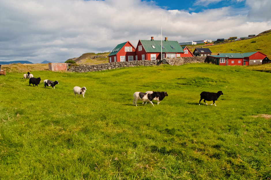 W ostatnich latach szczególnie mocno ucierpieli w wyniku zmian strukturalnych duńscy producenci mleka; Fot. Shutterstock