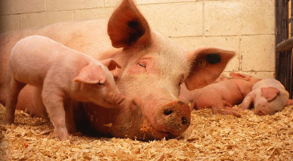 Wsparcie dotyczy dobrostanu świń i krów w gospodarstwach Foto: Pixabay Będzie wsparcie na dobrostan zwierząt