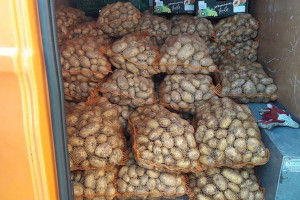 Kontrola przemieszczania bulw ziemniaków w Łodzi