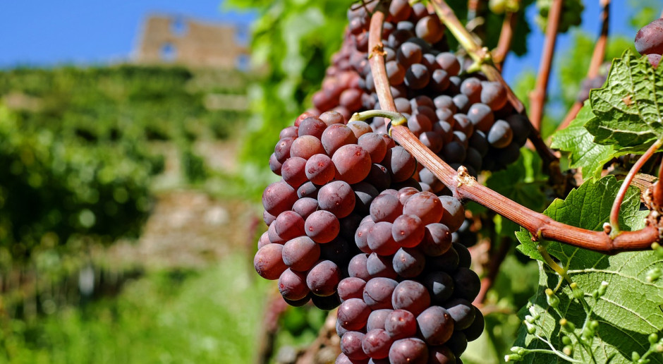 Fot.pixabay.com KOWR: Informacja dla producentów i przedsiębiorców wyrabiających wino