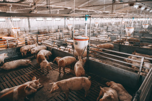 GUS opublikował dane o pogłowiu świń. Od grudnia ubyło 10 proc. loch