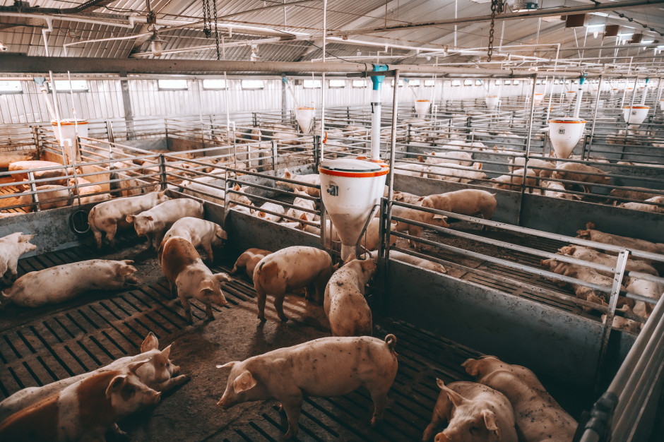 W Hiszpanii pogłowie świń osiągnęło nowy rekordowy poziom, choć rośnie wolniej; Fot. Shutterstock