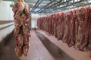 Największy belgijski producent świń bazuje na kontraktach z hodowcami