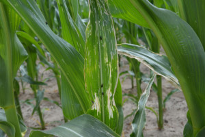 Jakie szkodniki mogą zyskać na znaczeniu w kukurydzy?