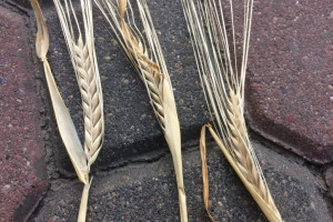 KFPZ ocenia jakość ziarna zbóż i zaawansowanie żniw 