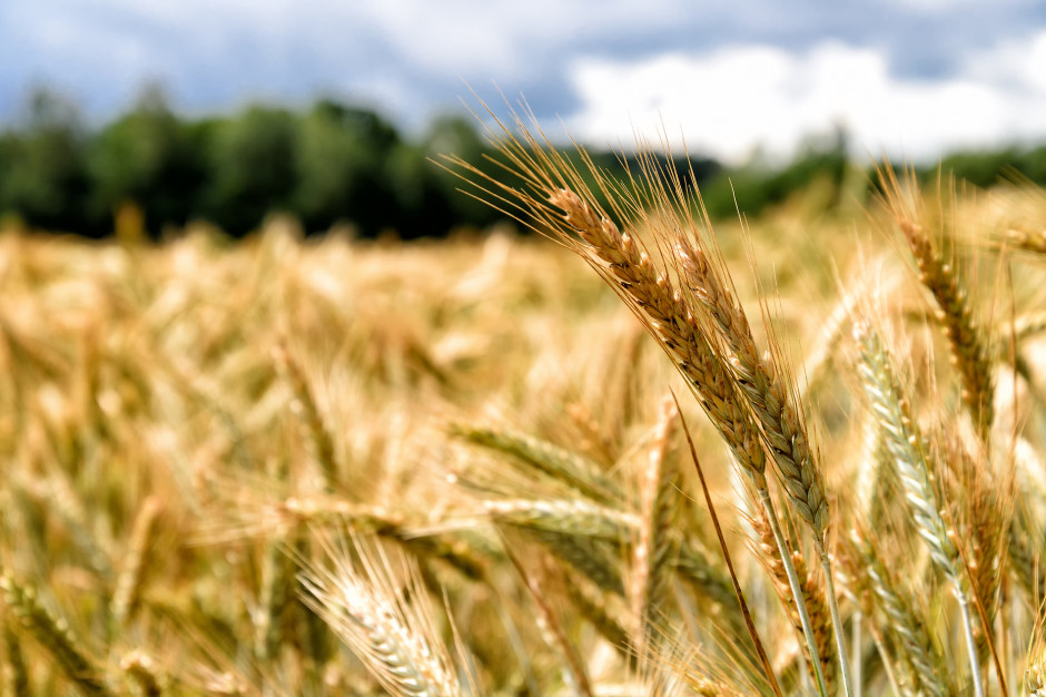 Cena pszenicy na MATIF spadła przez tydzień o 5,2 proc., fot. Shuttrerstock