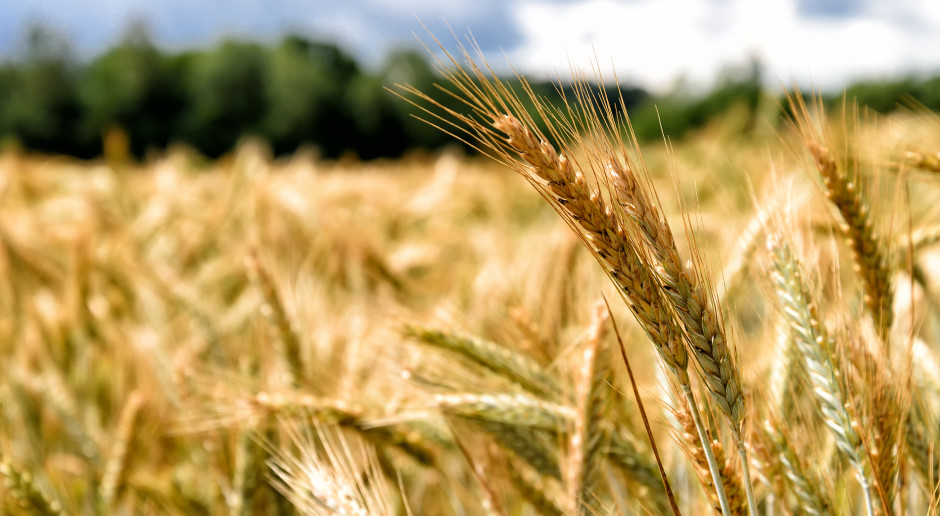 Fot. Shutterstock Zniżka cen zbóż na światowych giełdach