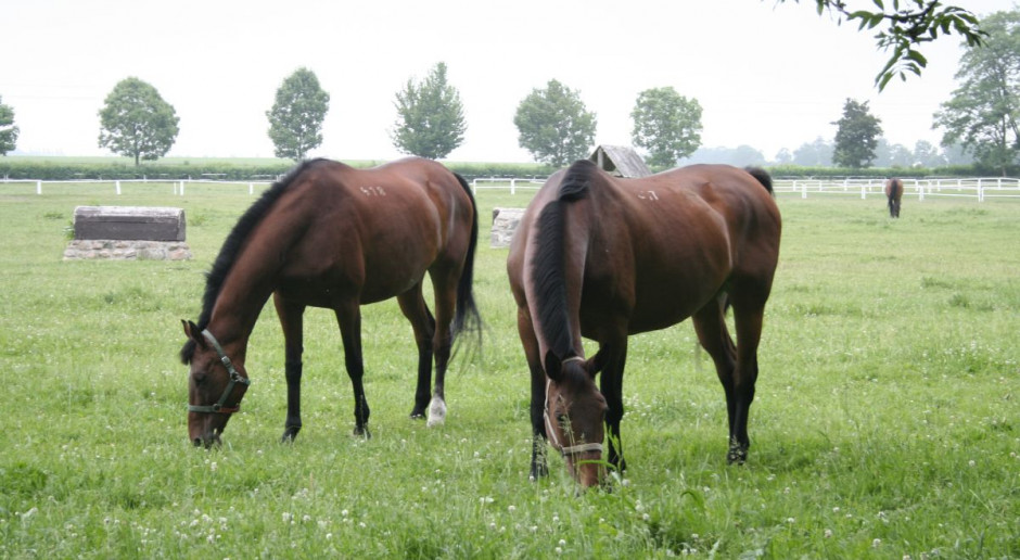 Groźna gorączka pojawia się u koni w Wielkopolsce. Hodowcy rezygnują z imprez