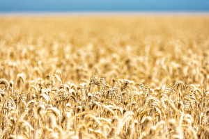 UBS: Zbiory pszenicy i kukurydzy spadną o połowę