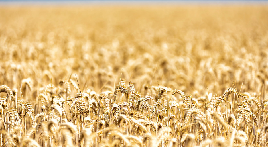 Fot. Shutterstock Kolejne rekordy notowań pszenicy na świecie