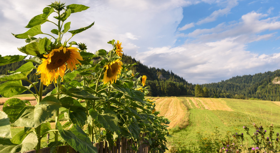 Fot. shutterstock Małopolska najmniej zagrożona suszą