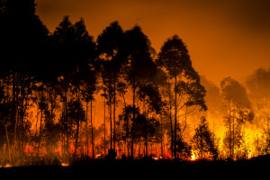 Apel o wzmożoną ostrożność w zw. z zagrożeniem pożarowym w lasach