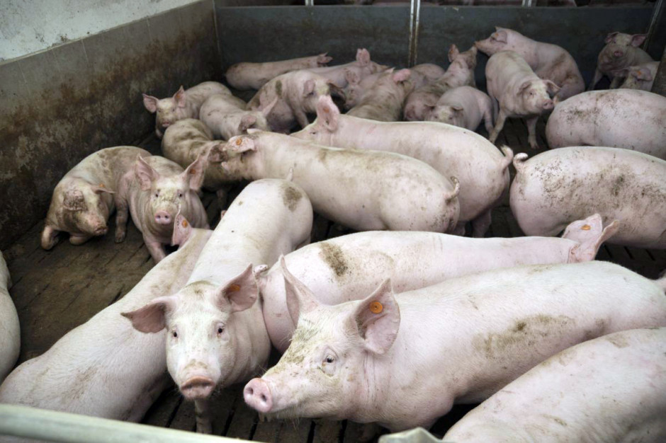 Największe straty pogłowia świń odnotowano w Polsce i w Niemczech.  Fot.A.Królak