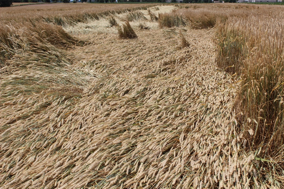 Spóźniony zabieg przy użyciu regulatorów zbóż, nie zabezpieczył wystarczająco plantacji przed wyleganiem Fot. A. Kobus