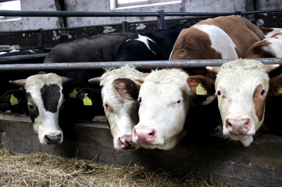 Osiągane wyniki opasu bydła zależą głównie od jakości żywienia zwierząt, fot. Ł.Ch.