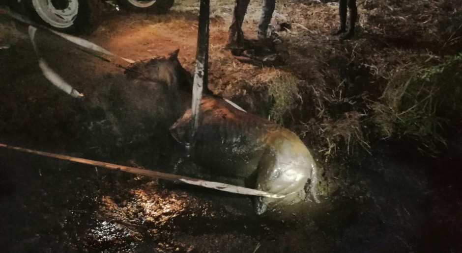 Strażacy wydobyli konia z bagniska, Foto: PSP Strzelce Krajeńskie Strażacy ratowali konia, który wpadł w grzęzawisko