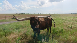 Charakterystycznym bydłem w Teksasie jest tzw. Texas Longhorn, a więc rasa wyróżniająca się bardzo długimi (sięgającymi nawet do 2,5 m długości) rogami, fot. T.Kuchta