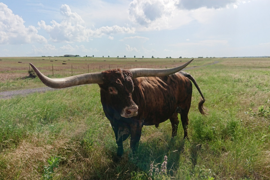 Charakterystycznym bydłem w Teksasie jest tzw. Texas Longhorn, a więc rasa wyróżniająca się bardzo długimi (sięgającymi nawet do 2,5 m długości) rogami, fot. T.Kuchta