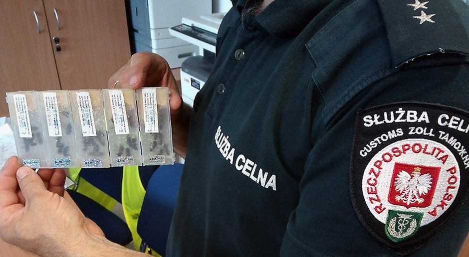 Owady znajdowały sie w specjalnych foliowych opakowaniach, Foto: KAS Celnicy udaremnili przemyt pszczół i pestycydów z Ukrainy