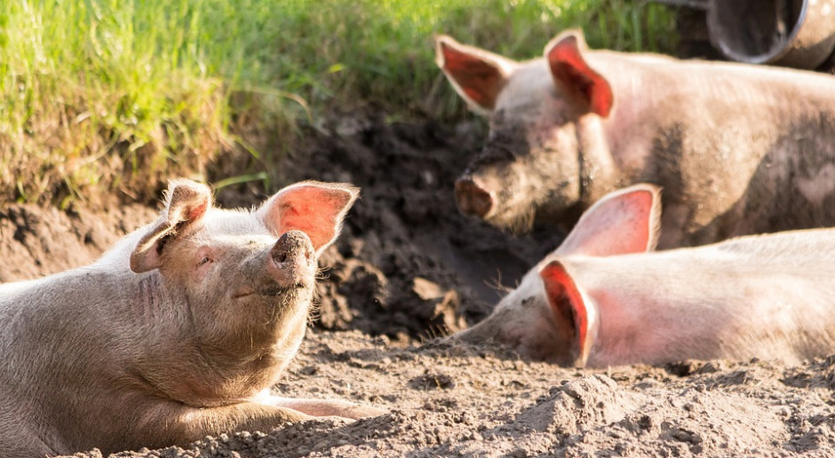 fot. Shutterstock.com Odbudowa pogłowia świń w Chinach może potrwać nawet 5 lat