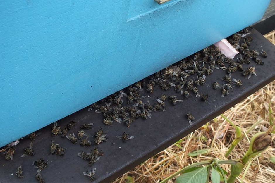Pszczoły na skutek zatrucia wymarły w 50 ulach, Foto: Właściciel pasieki