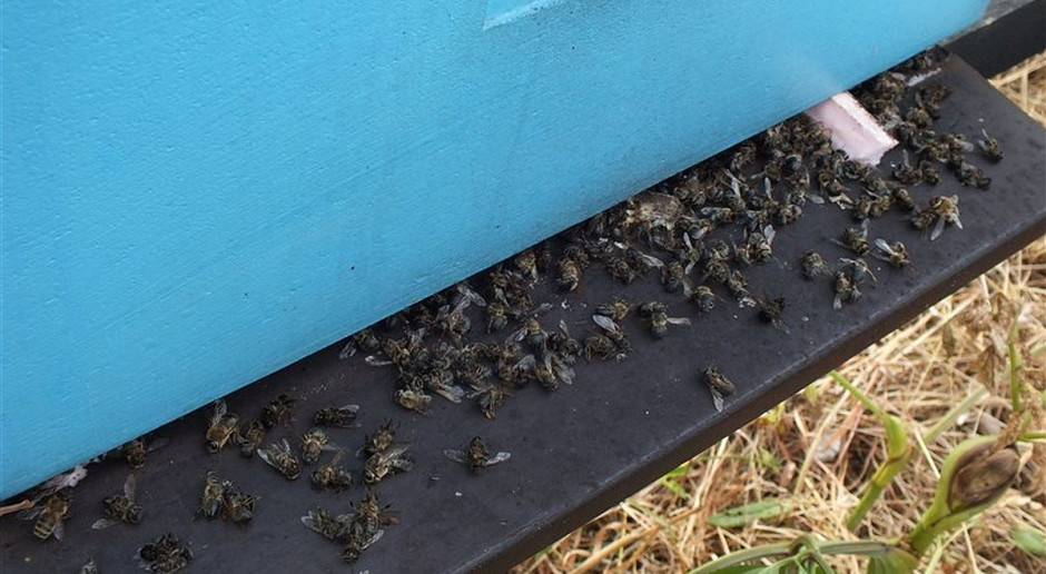 Pszczoły na skutek zatrucia wymarły w 50 ulach, Foto: Właściciel pasieki Ktoś świadomie wytruł pszczoły w 50 ulach pod Wadowicami